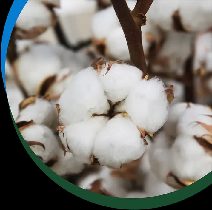 Cotton Growing